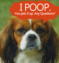 Have good manners at the dog park