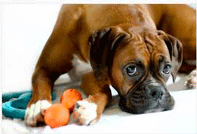 Dog wants to play at the dog park.