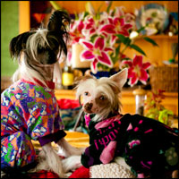 Sketch & River, Chinese Cresteds