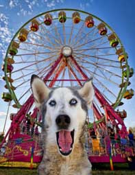 Wolf Dog at Rose Festival